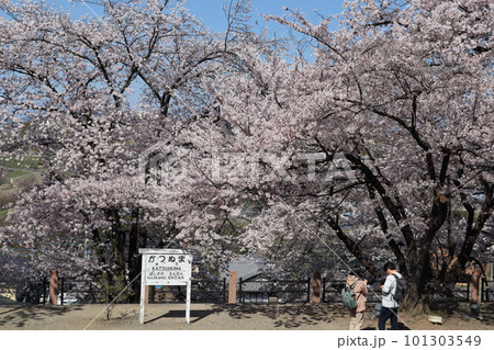 満開の甚六桜に包まれる、春の中央本線・旧勝沼駅跡　勝沼ぶどう郷駅前公園 101303549