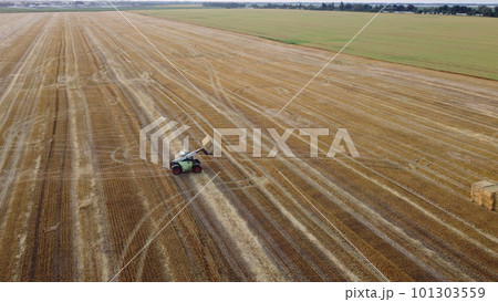 Cleaning straw stacks in field after harvest. Tractor gathering stacks of straw after harvesting wheat on summer evening. Aerial drone view. Field of mowed spike of cereals. Field harvest, harvesting 101303559