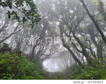 Foggy tunnel between trees 101303652