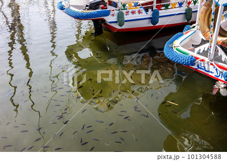 Luxor, Egypt - January 17, 2019: Lots of fish swim near the traditional Egyptian fishing boats. Lots of different fish in the Nile. Luxor, Egypt - January 17, 2019: Lots of fish swim near the traditional Egyptian fishing boats. Lots of different fish in the Nile. 101304588