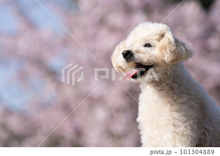 枝垂れ桜と舌を出して微笑むトイプードル 101304889