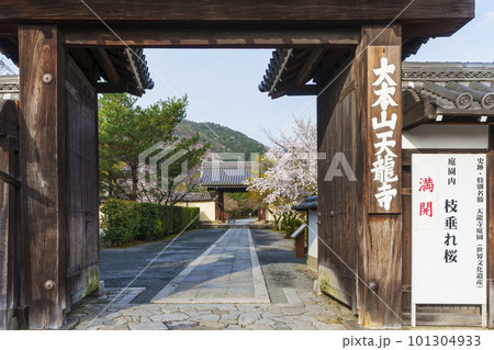 京都嵐山　天龍寺　満開の桜と総門 101304933