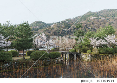 京都嵐山 天龍寺 満開の桜と放生池の石橋 京都嵐山 天龍寺 満開の桜と放生池の石橋 101304934
