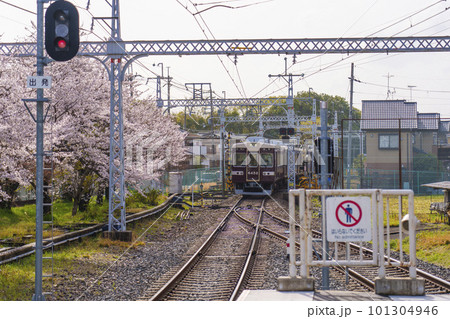 満開の桜並木を走る阪急電車　阪急嵐山駅にて 101304946