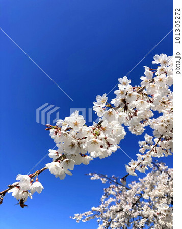 青空に映える満開の枝垂桜 101305272