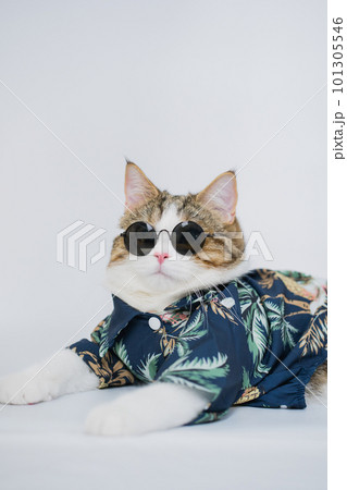 songkran and summer season concept with scottish cat wearing summer cloth and sunglasses on white background songkran and summer season concept with scottish cat wearing summer cloth and sunglasses on white background 101305546