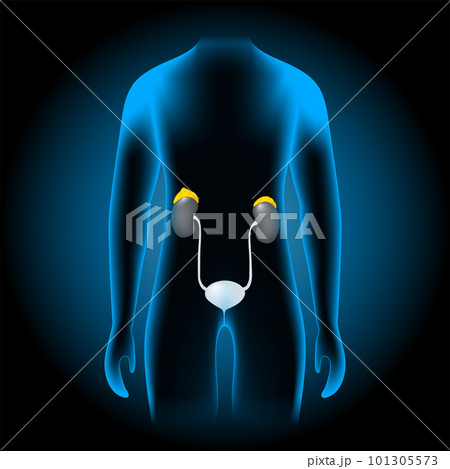 adrenal glands location. realistic kidneys and suprarenal glands 101305573