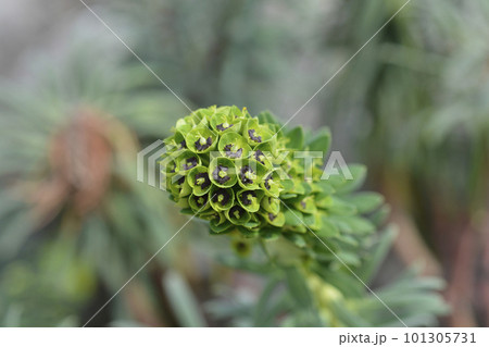 Spurge Black Pearl 101305731