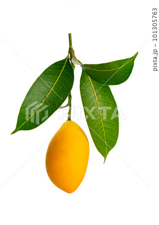 Single ripe sweet yellow marian plum isolated on white background. 101305763