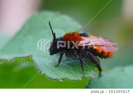 Closeup on a colorful red and black female Tawny mining bee , Andrena fulva sitting on a green leaf Closeup on a colorful red and black female Tawny mining bee , Andrena fulva sitting on a green leaf 101305817