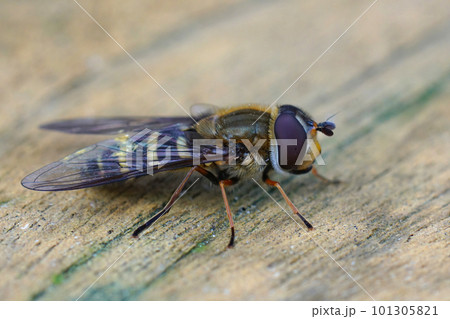 Closeup on the Hairy-eyed Flower Fly, Syrphus torvus 101305821