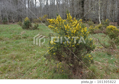 Closeup on the early yellow blossoming Common gorse, Ulex europaeus, shrubs Closeup on the early yellow blossoming Common gorse, Ulex europaeus, shrubs 101305822