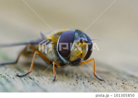 Frontal closeup on the Hairy-eyed Flower Fly, Syrphus torvus 101305850