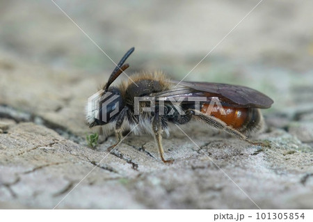 Closeup of male red-girdled mining bee, andrena labiata sitting on wood Closeup of male red-girdled mining bee, andrena labiata sitting on wood 101305854