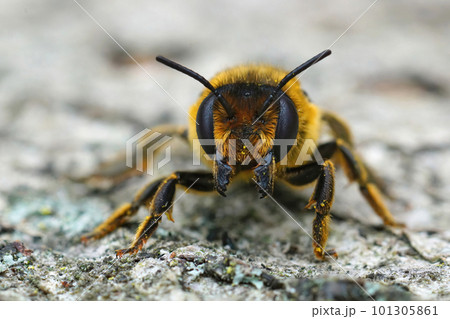 Frontal closeup of a fluffy brown female Willughby's leaf-cutter bee, megachile willughbiella sitting on wood Frontal closeup of a fluffy brown female Willughby's leaf-cutter bee, megachile willughbiella sitting on wood 101305861