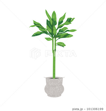 Illustration of Dracaena plant in pot on white Illustration of Dracaena plant in pot on white 101306199