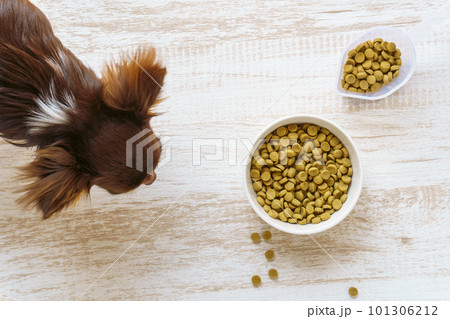 白い木目の背景にチワワとドッグフード 白い木目の背景にチワワとドッグフード 101306212