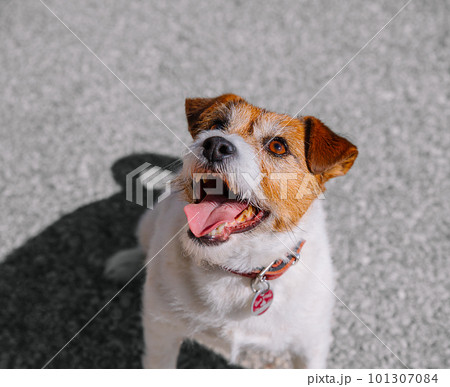 A small Jack Russell Terrier dog walking with his owner in a city alley. Outdoor pets, healthy living and lifestyle 101307084