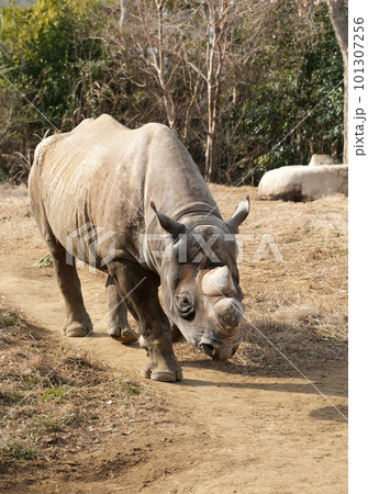 歩くクロサイ 101307256