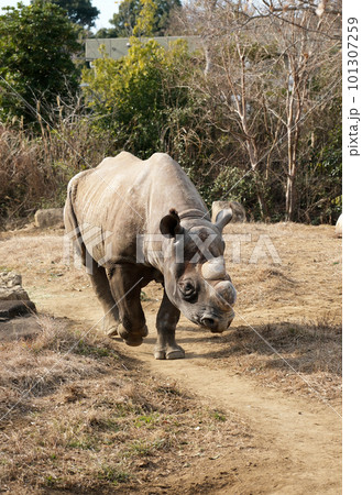 歩くクロサイ 101307259