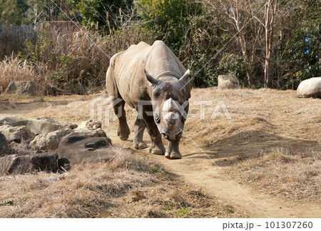 歩くクロサイ 歩くクロサイ 101307260
