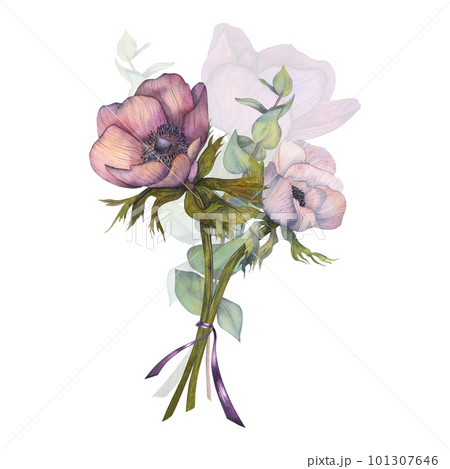 Bouquet of pastel pink anemones watercolor illustration. Hand painted card on white background. 101307646