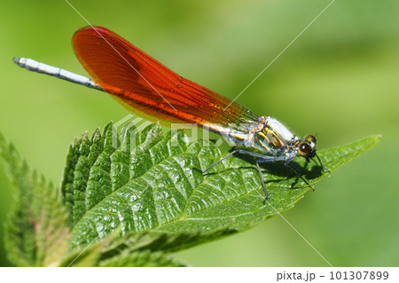 カワトンボ（オス・橙色翅型） 101307899