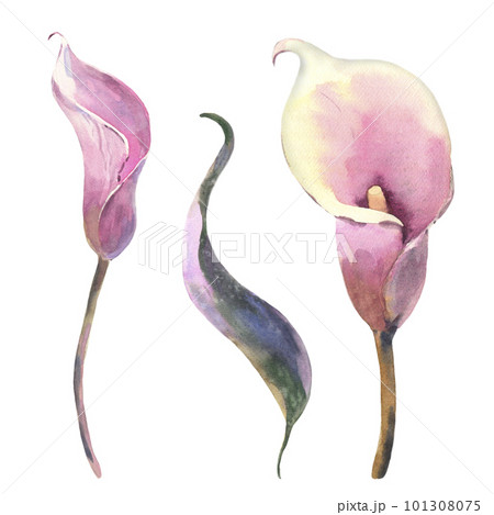 Set of Callas. tropical flowers and leaves watercolor painting. Botanical illustration, isolated white background. Design element for scrapbooking, Invitations,greeting card, weddings, birthdays. Set of Callas. tropical flowers and leaves watercolor painting. Botanical illustration, isolated white background. Design element for scrapbooking, Invitations,greeting card, weddings, birthdays. 101308075