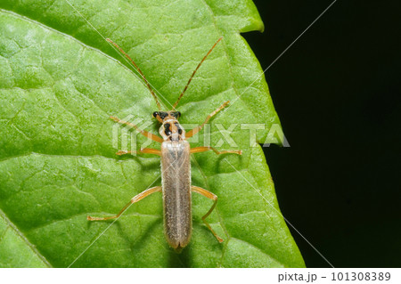 ウスイロニンフジョウカイ 101308389