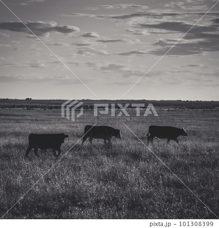 Cattle in Argentine countryside,La Pampa Province, Argentina. 101308399