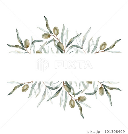 Watercolor banner with green olive leaves branches.Watercolor olive in bouquet. Decorative element for greeting card. Illustration 101308409