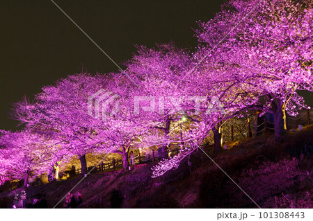 ライトアップされた桜 101308443