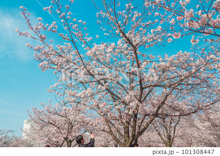 満開の桜を見上げる人 101308447