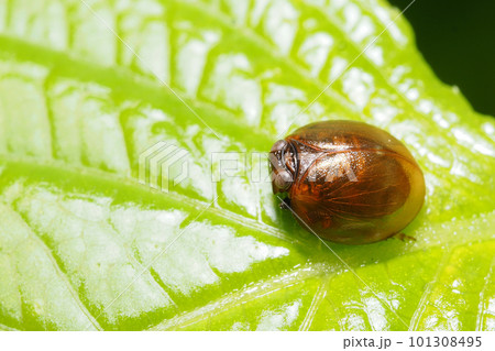 マルウンカ 101308495