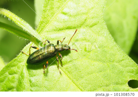 アオハムシダマシ 101308570