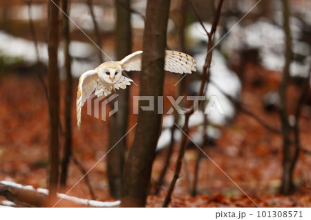 Autumn evening with owl. Flying nice Barn Owl in nice orange autumn forest. Autumn forest with beautiful bird. Owl fly, wildlife animal. Tyto alba 101308571