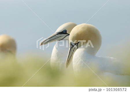 Portrait of pair of Northern Gannet, Sula bassana, day light in the background. Two birds in love, animal love behaviour. Helgoland, Germany Portrait of pair of Northern Gannet, Sula bassana, day light in the background. Two birds in love, animal love behaviour. Helgoland, Germany 101308572