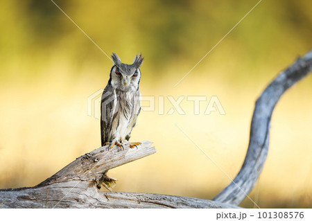 Northern white-faced owl, Otus leucotis, bird in the nature habitat in Africa. Owl in african savanna. Animal sitting on the tree branch. Wildlife scene from Africa. Northern white-faced owl, Otus leucotis, bird in the nature habitat in Africa. Owl in african savanna. Animal sitting on the tree branch. Wildlife scene from Africa. 101308576