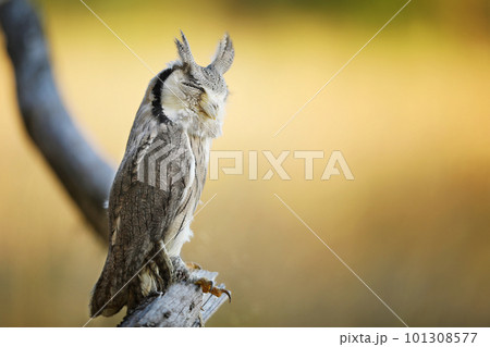 Northern white-faced owl , Ptilopsis leucotis, little owl in the nature habitat, sitting on the tree branch, yellow grass in backgroud Northern white-faced owl , Ptilopsis leucotis, little owl in the nature habitat, sitting on the tree branch, yellow grass in backgroud 101308577