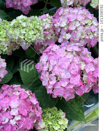 雨に濡れた可憐なアジサイ 雨に濡れた可憐なアジサイ 101308592