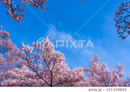 【春素材】高遠城址公園の桜と青空【長野県】 【春素材】高遠城址公園の桜と青空【長野県】 101308603