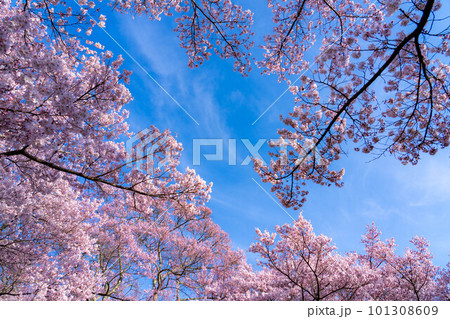 【春素材】高遠城址公園の桜と青空【長野県】 101308609