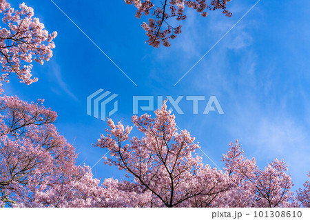 【春素材】高遠城址公園の桜と青空【長野県】 101308610
