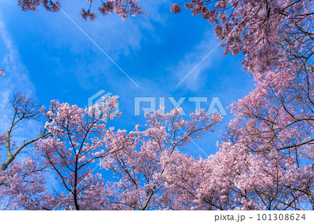 【春素材】高遠城址公園の桜と青空【長野県】 【春素材】高遠城址公園の桜と青空【長野県】 101308624