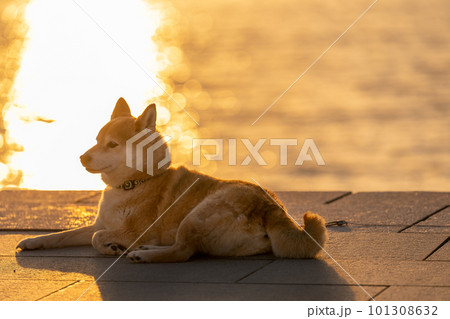 宍道湖の夕日と柴犬 島根の観光スポットと犬 柴犬、犬、日本犬、ペット 宍道湖の夕日と柴犬 島根の観光スポットと犬 柴犬、犬、日本犬、ペット 101308632