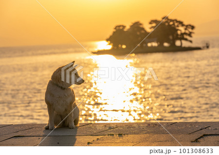 宍道湖の夕日と柴犬 島根の観光スポットと犬 柴犬、犬、日本犬、ペット 宍道湖の夕日と柴犬 島根の観光スポットと犬 柴犬、犬、日本犬、ペット 101308633