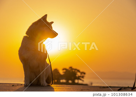 宍道湖の夕日と柴犬　島根の観光スポットと犬　柴犬、犬、日本犬、ペット 101308634