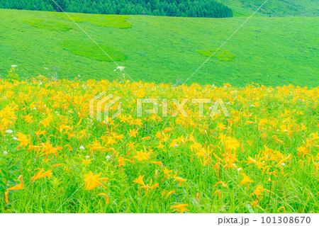 【夏素材】車山高原・霧ヶ峰に咲き乱れるニッコウキスゲ【長野県】 101308670