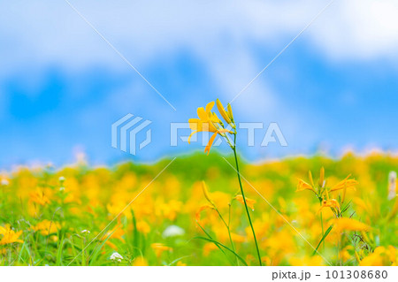 【夏素材】車山高原・霧ヶ峰に咲き乱れるニッコウキスゲ【長野県】 101308680