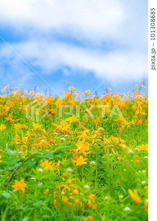 【夏素材】車山高原・霧ヶ峰に咲き乱れるニッコウキスゲ【長野県】 101308685